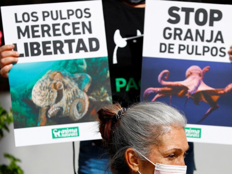 World’s First Octopus Farm causes Ethical Concerns