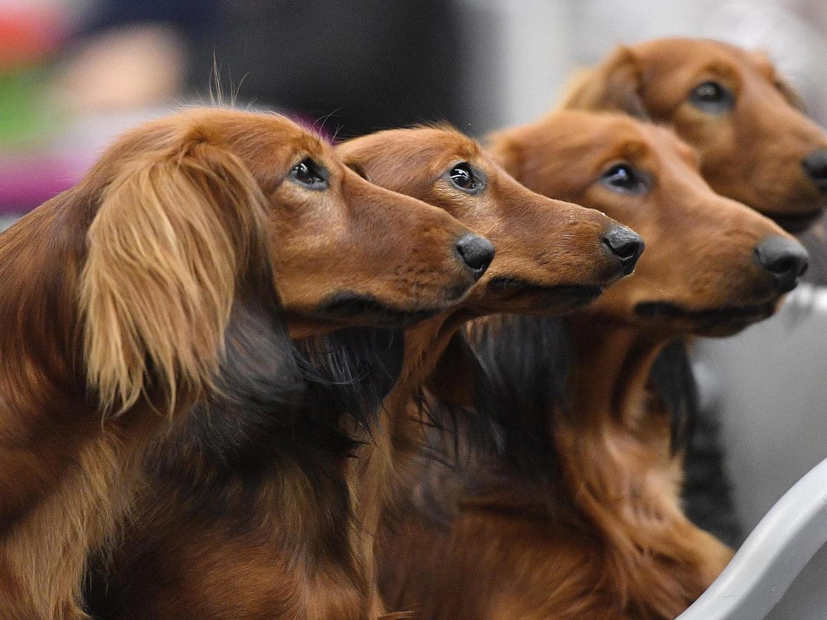 Breeders vs Adoption